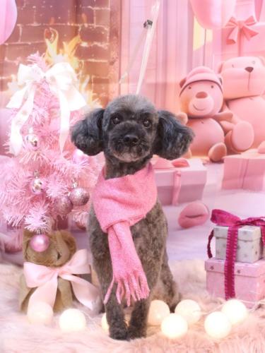 20241221ペコくん